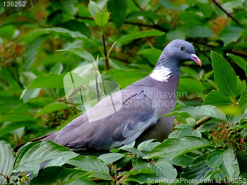 Image of Wild pigeon