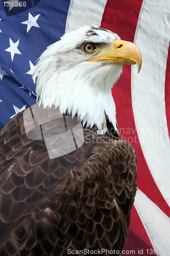 Image of American Eagle