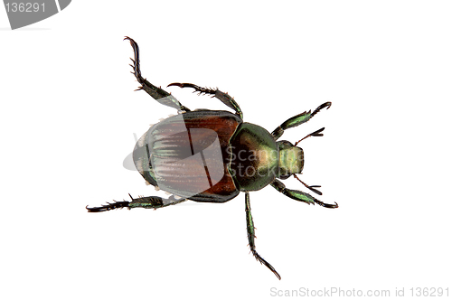 Image of Japanese Beetle Pest - Popillia japonica