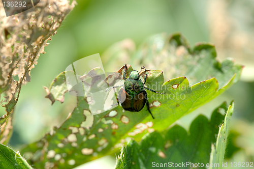 Image of Japanese Beetle - Popillia japonica - damages a strawberry plant