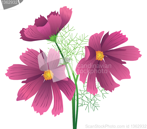 Image of Flower hibiscus