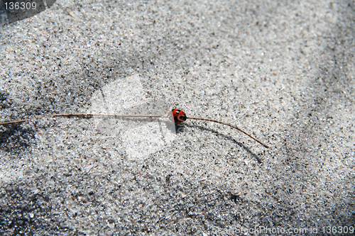 Image of sand bug