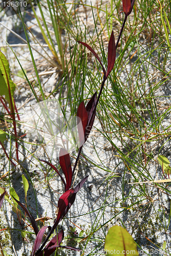 Image of red on beach