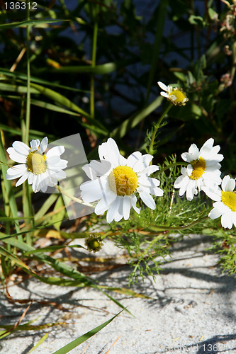 Image of sand flower