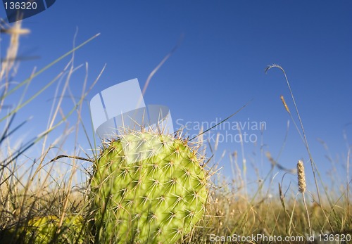 Image of Prickly pear