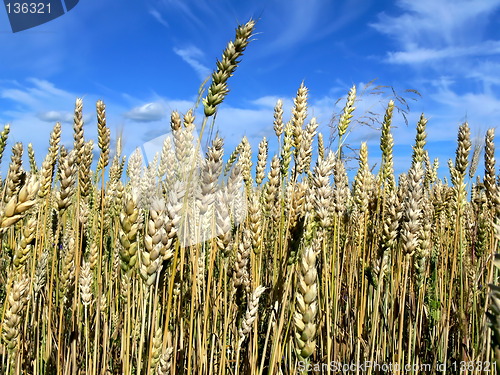 Image of Wheat