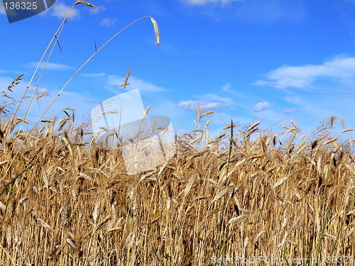 Image of Wheat 1