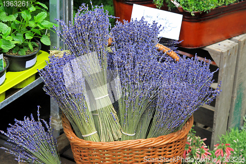 Image of Lavander