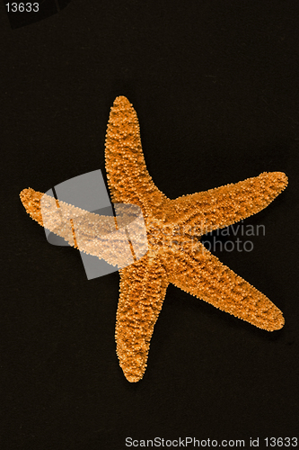 Image of Starfish