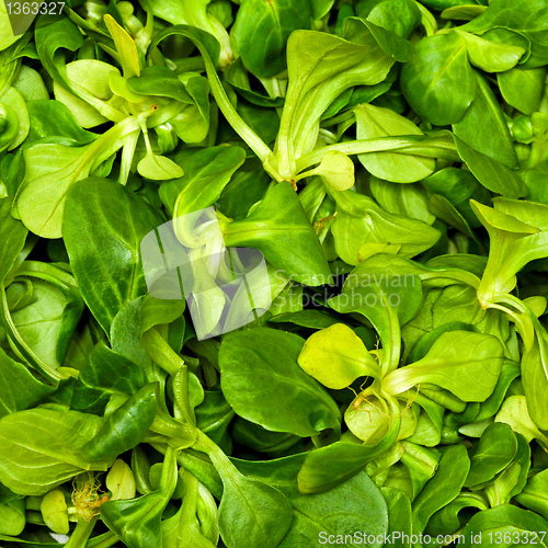 Image of Lambs tongue salad