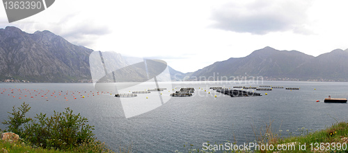 Image of Farming fish Montenegro