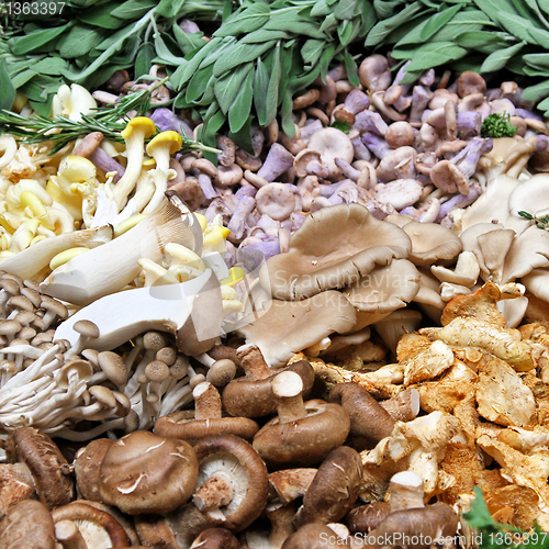 Image of Mushroom variety