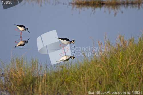 Image of Wading birds