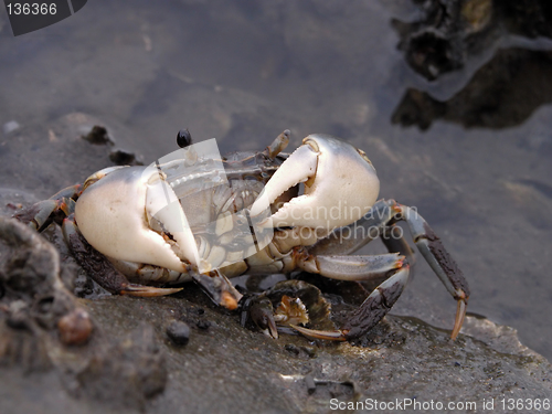 Image of Feeding crab