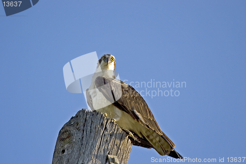 Image of Osprey