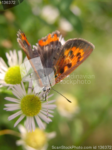 Image of Butterfly