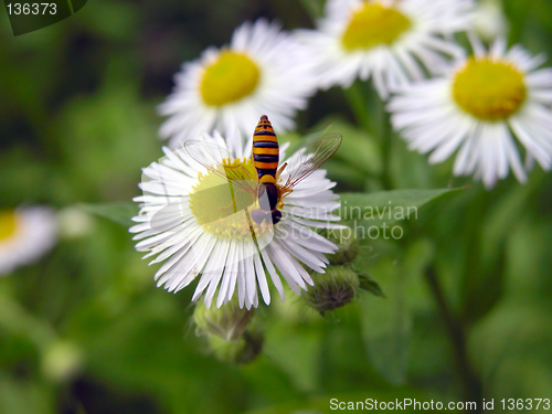 Image of Bee on the flower