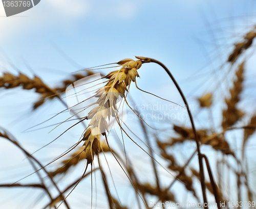 Image of wheat