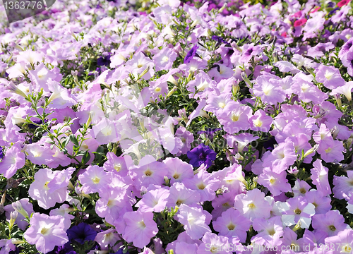 Image of petunia flowers