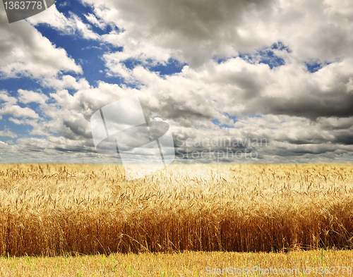 Image of Wheat field