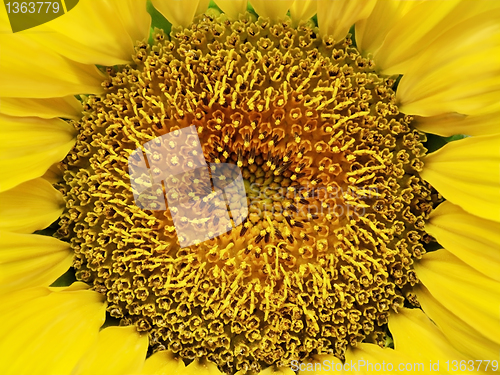 Image of sunflower