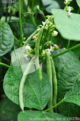 Image of Green beans 