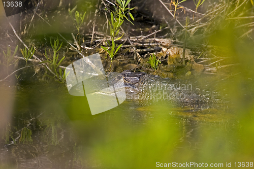 Image of Alligator