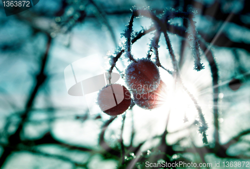 Image of frozen berries with ice crystals