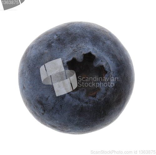 Image of Blueberry