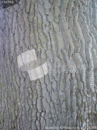 Image of Tree trunk detail