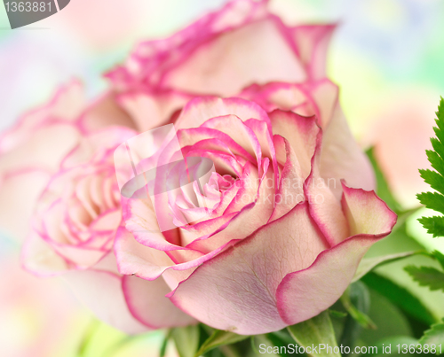 Image of pink roses