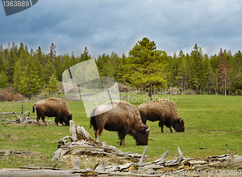 Image of mountain valley with bisons and forest