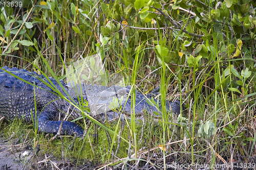 Image of Alligator