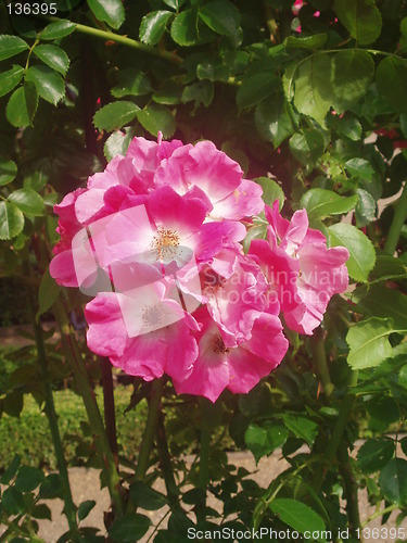 Image of Roses