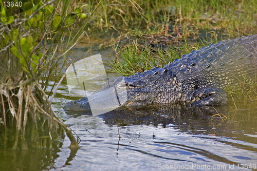 Image of Alligator