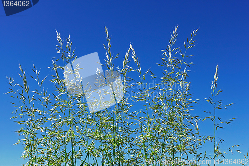 Image of Flowering cereal grass