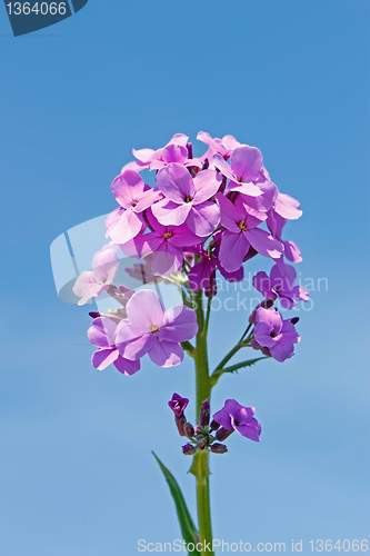 Image of Decorative purple flowers