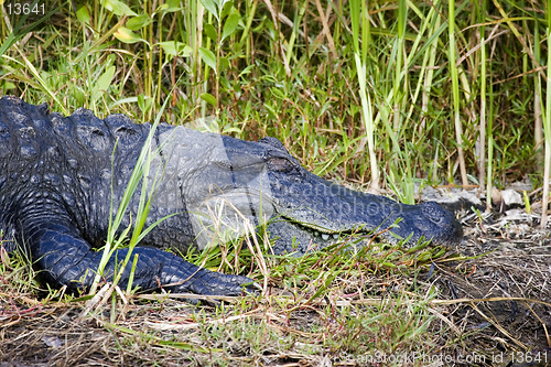 Image of Alligator