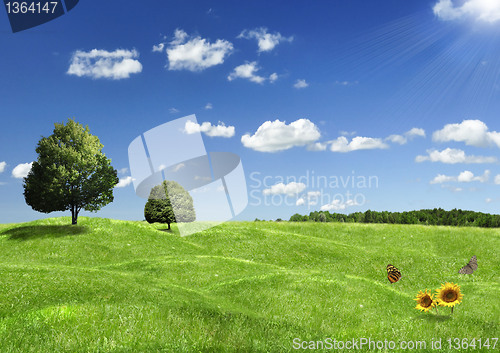 Image of summer landscape 