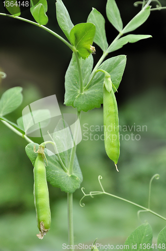 Image of green pea pods