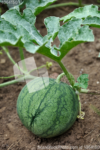 Image of watermelon