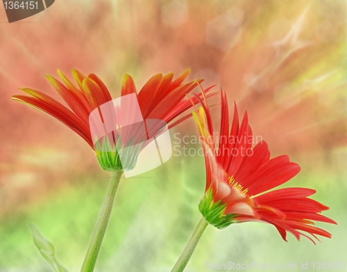 Image of gerbera  flowers