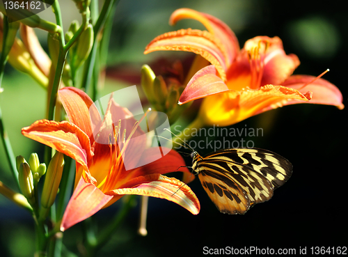 Image of butterfly on a lily flower
