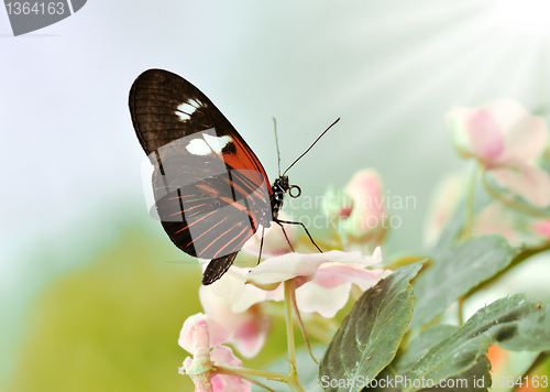 Image of tropical butterfly