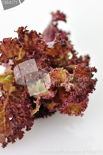 Image of Red  lettuce