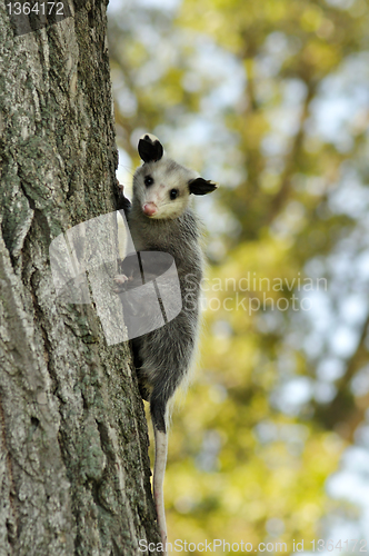 Image of opossum