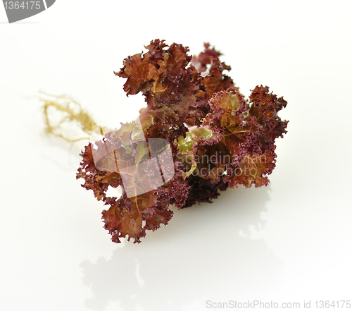 Image of Red  lettuce