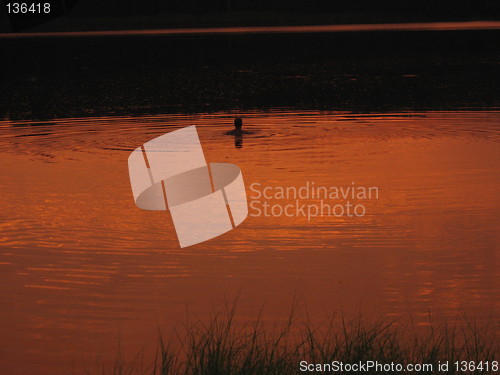 Image of swimming in a orange lake