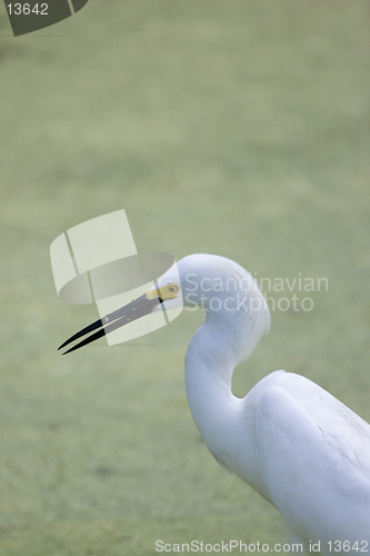 Image of Egret