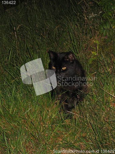 Image of Cat in the grass